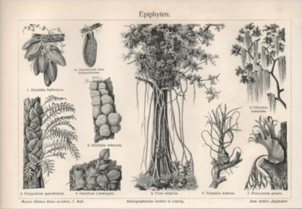 1908 - alter Druck - Epiphyten